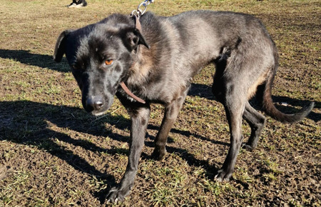 Adopter Zaya