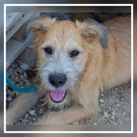 Adopter Zazu