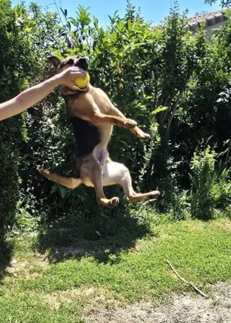 Adopter Zazu