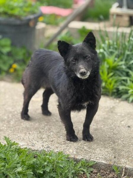 Adopter Zelda