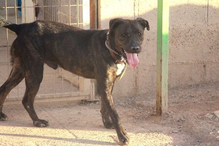 Adopter Zen