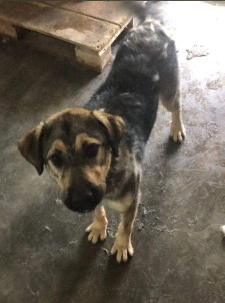 Adopter Zenko