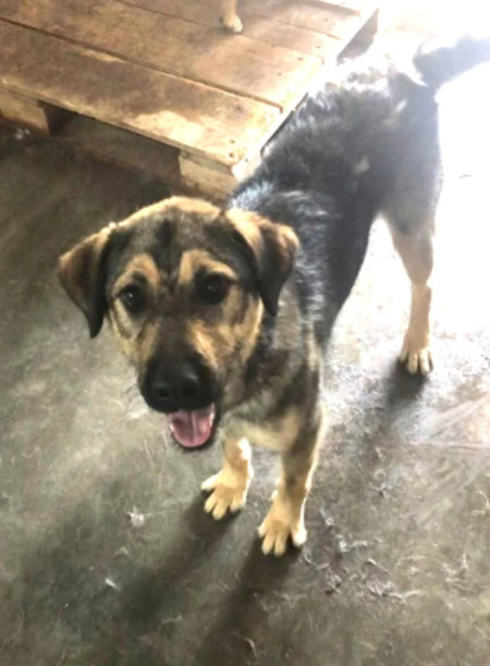 Adopter Zenko