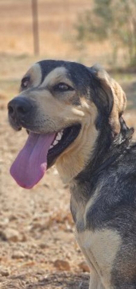 Adopter Zeus