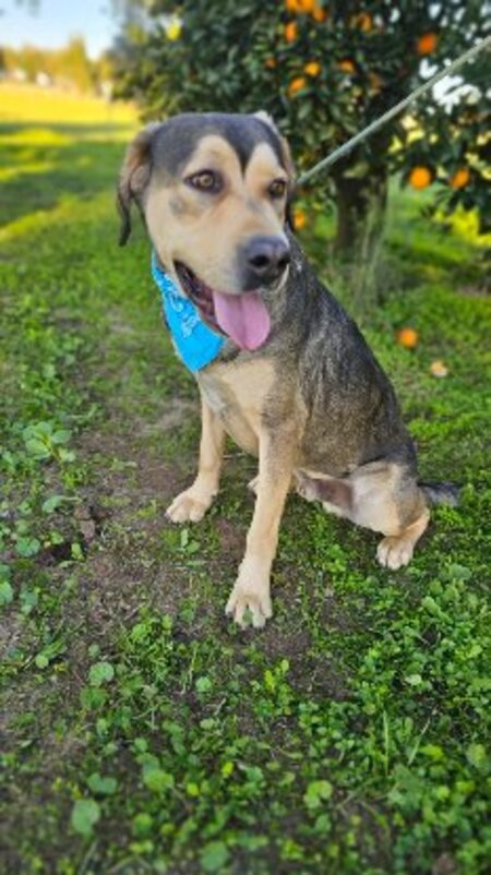 Adopter Zeus