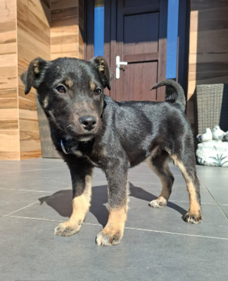 Adopter Zeus