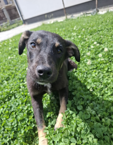 Adopter Zeus