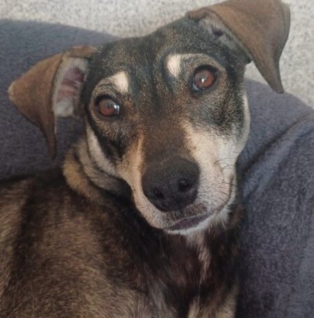 Adopter Zeus
