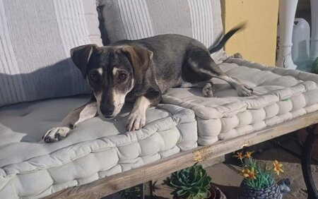 Adopter Zeus