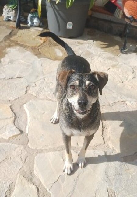 Adopter Zeus