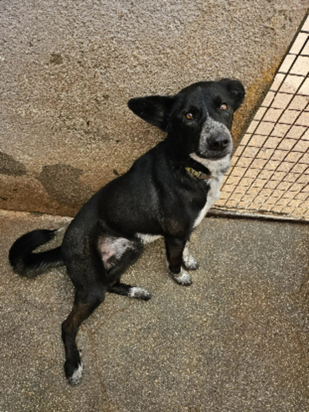 Adopter Zeus