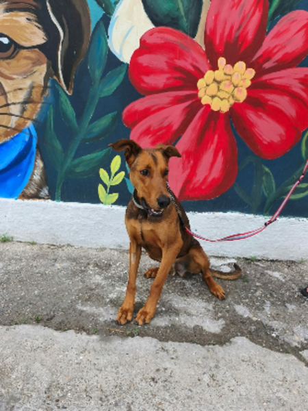 Adopter Zeus