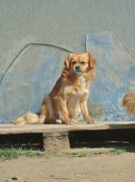 Adopter Zigoto