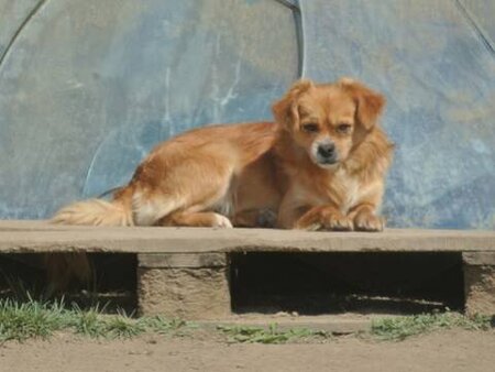 Adopter Zigoto