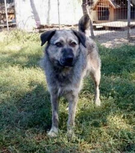 Adopter Zina