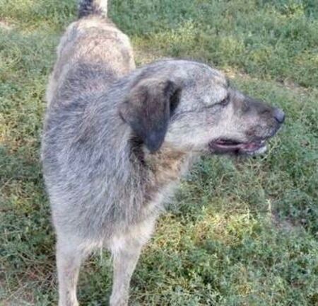 Adopter Zina