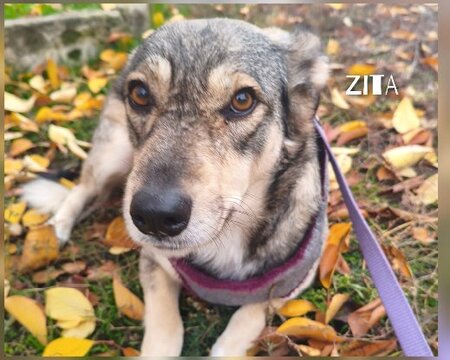Adopter Zita à adopter!