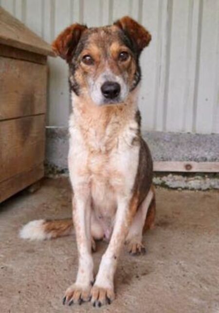 Adopter Ziva