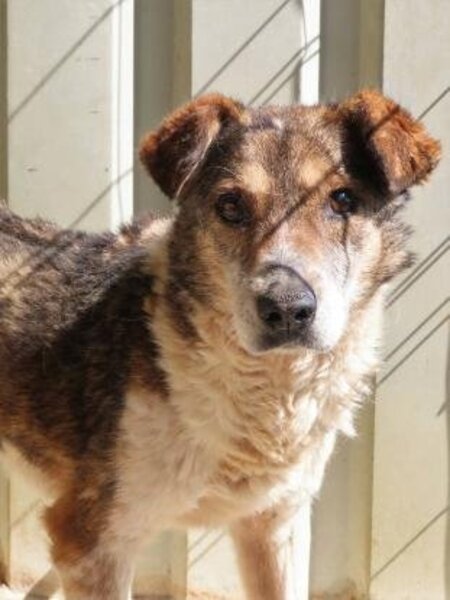 Adopter Ziva