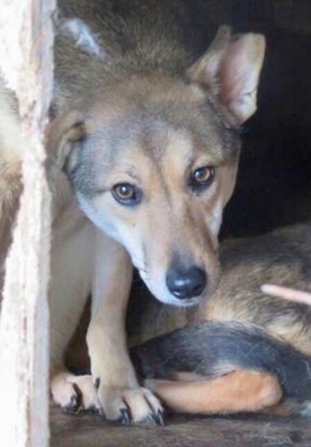 Adopter Zoée