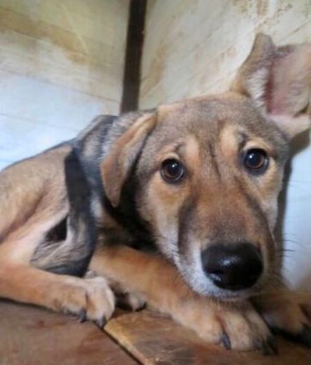 Adopter Zoée
