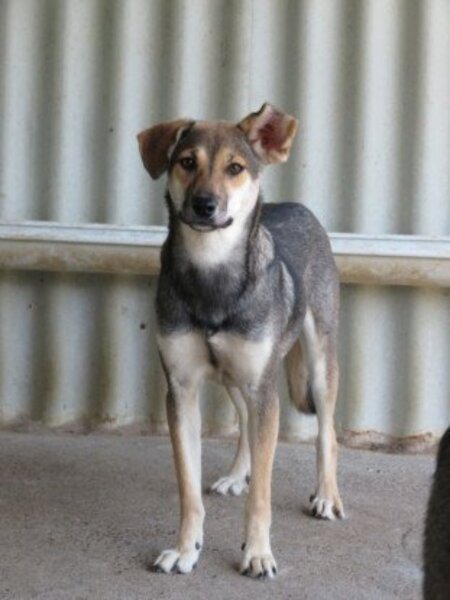Adopter Zoée