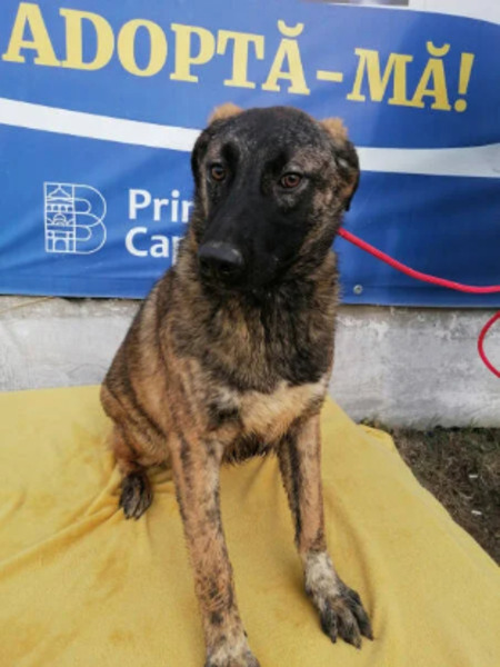 Adopter Zog