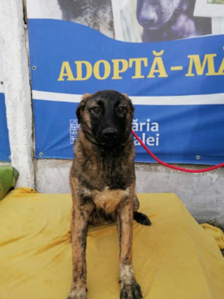 Adopter Zog