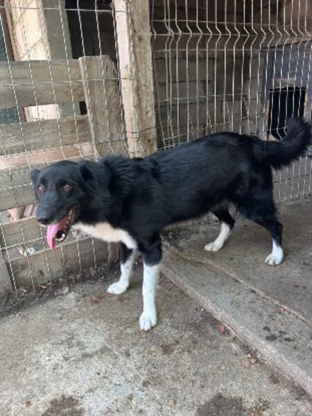 Adopter Zoya