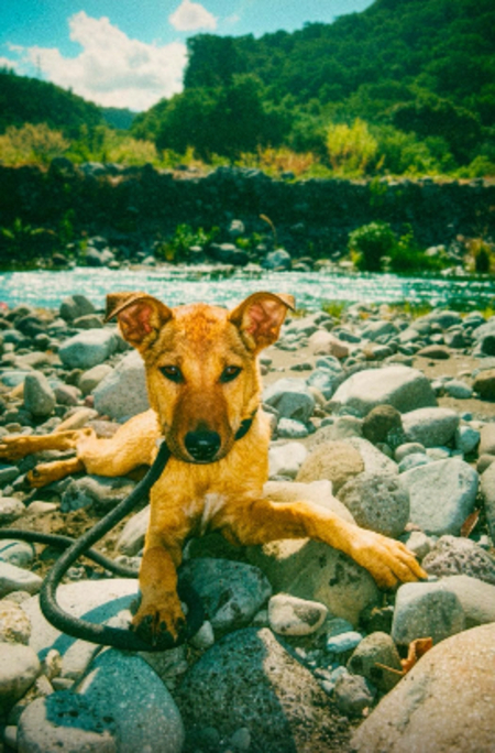 Adopter Zuka