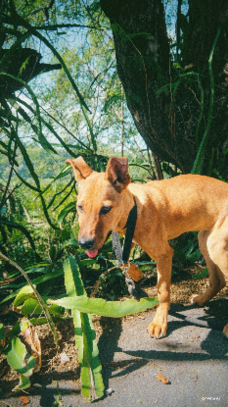 Adopter Zuka