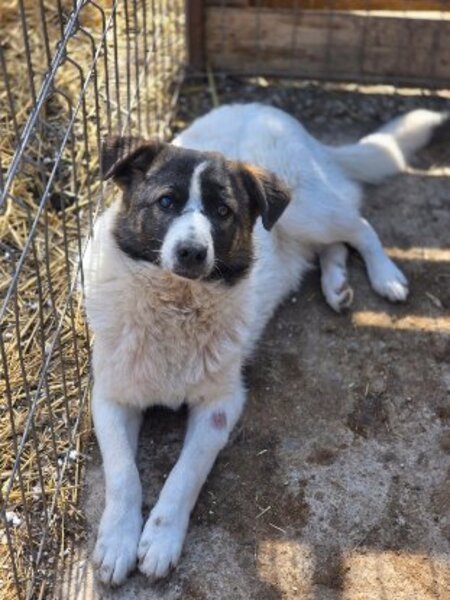 Adopter Zuri