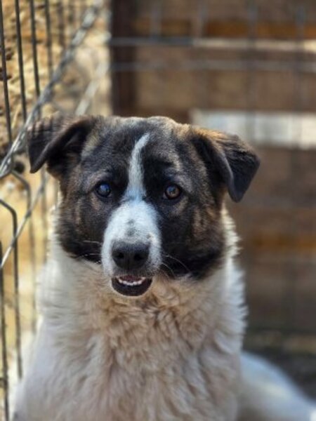 Adopter Zuri