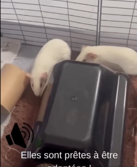 Adopter Bella & bianca