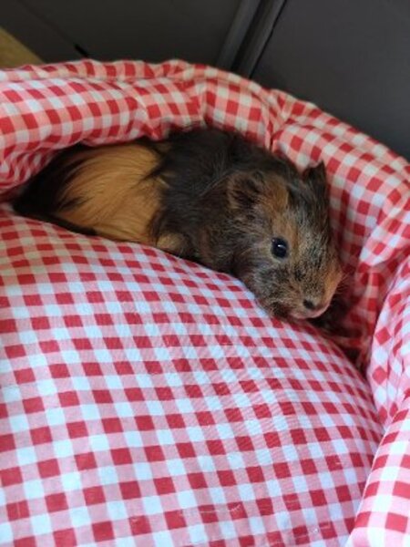 Adopter Cacao