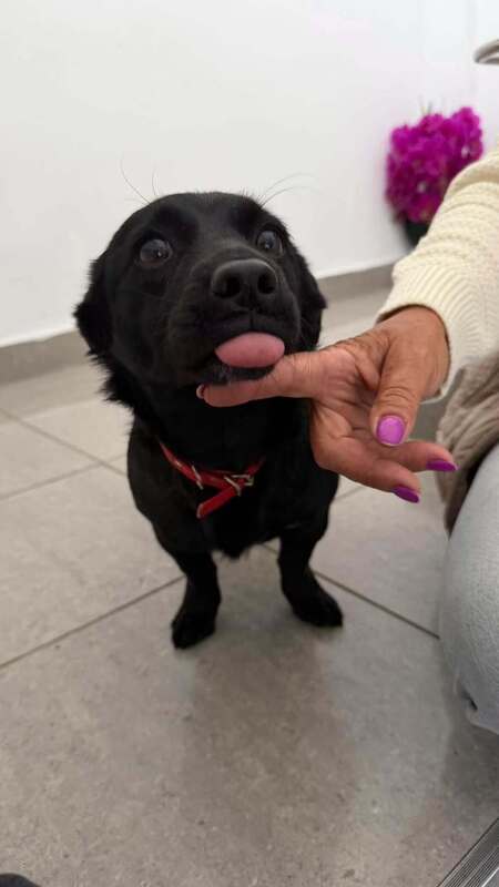 Adopter Voodoo