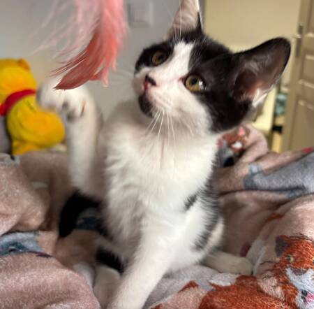 Adopter Mérida