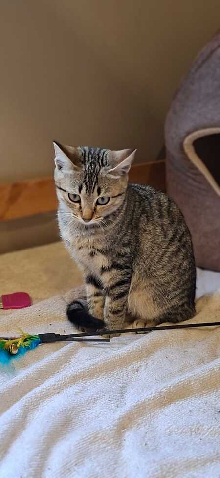 Adopter Bellone