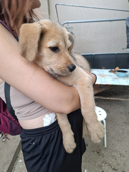 Adopter Schnappi