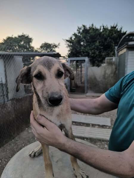 Adopter Sandía