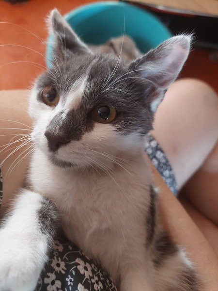 Adopter Pixie