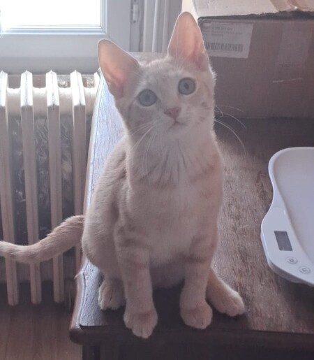 Adopter Aïko