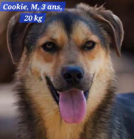 Adopter COOKIE