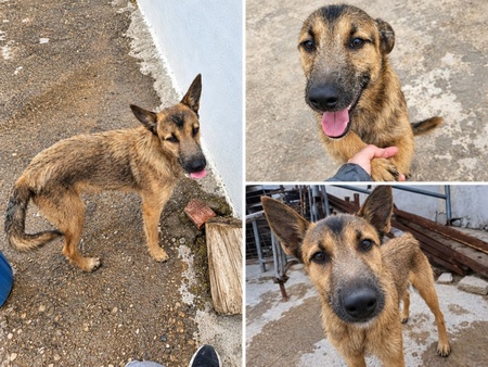 Adopter Yamal