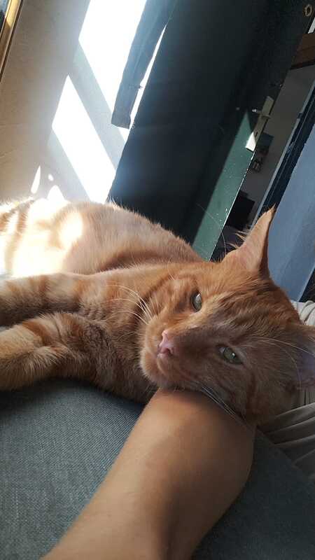 Adopter P’Tit Père 