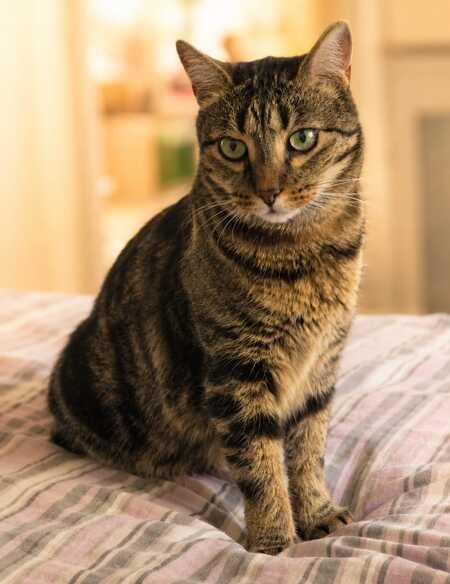 Adopter Frimousse