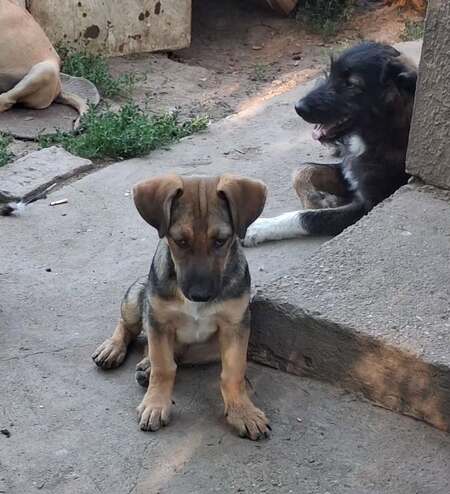 Adopter Reyna