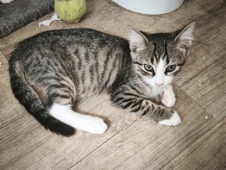 Adopter Jambalaya