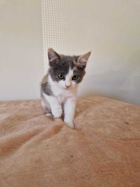Adopter Bess