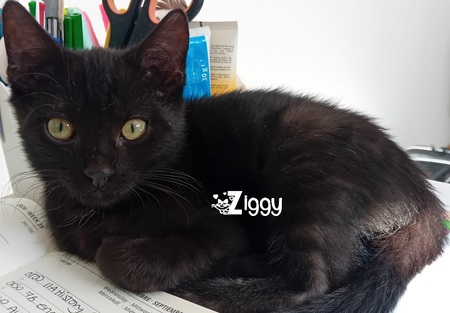 Adopter Ziggy
